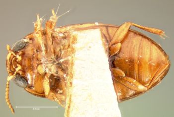Media type: image;   Entomology 5982 Aspect: habitus ventral view